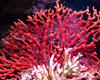 ɺ|ˮ|Coral