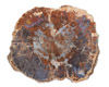 ľʯ|ˮ|Petrified Wood